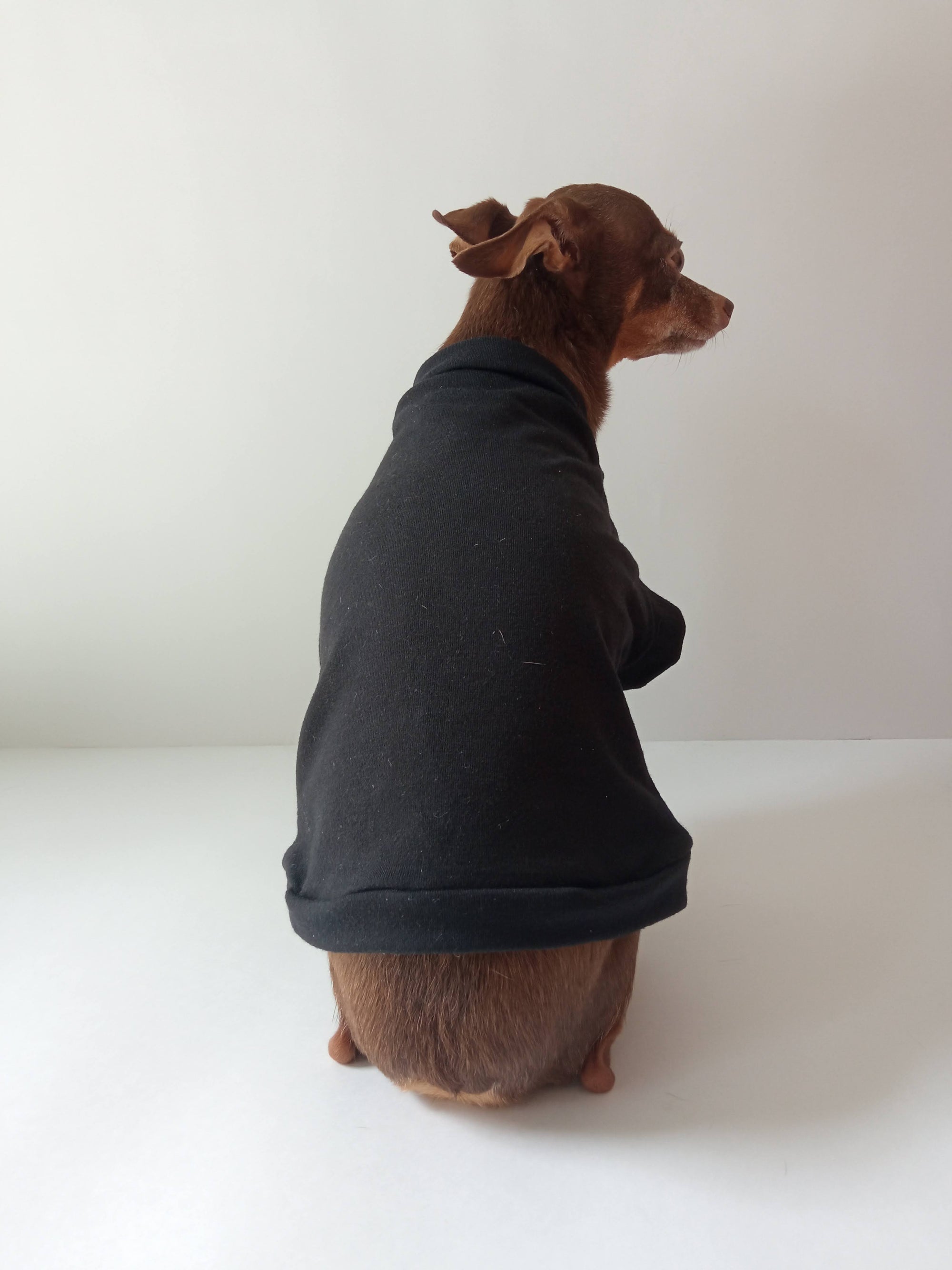 Fondo Negro Básico - Ropa para mascotas